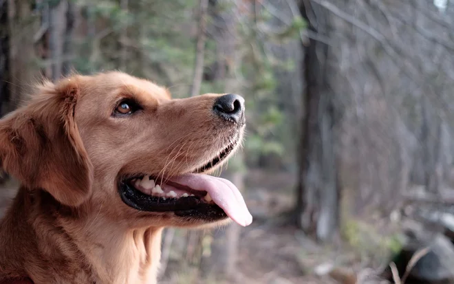 Your stay in a wellness hotel with your dog in South Tyrol