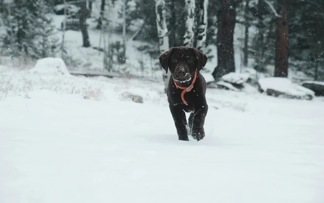 Your stay in a wellness hotel with your dog in South Tyrol